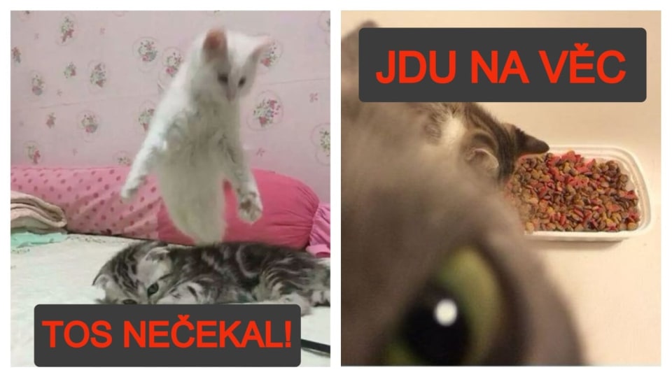 Vtipné kočíčí momentky ze Snapchatu